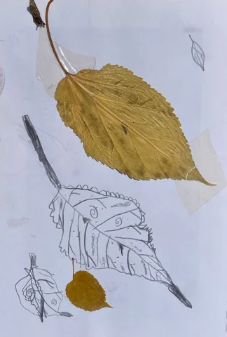 Leaf study: real pressed leaves beside detailed pencil drawings of leaves
