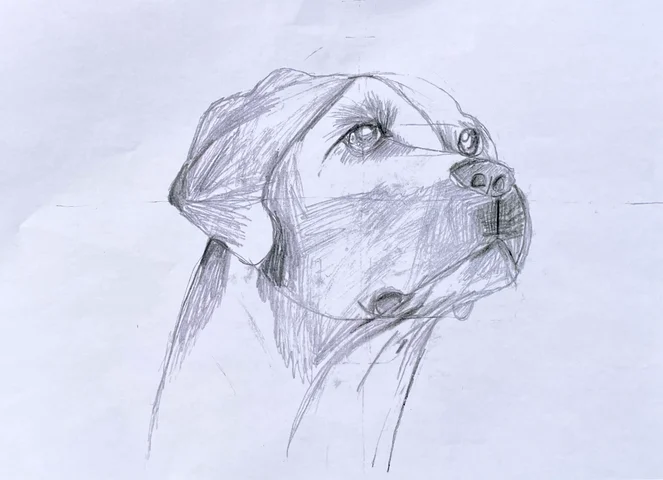Pencil drawing of a dog's head