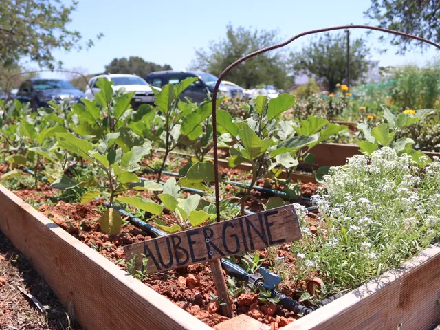 Aubergines in the Morna Garden Project
