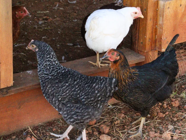 Hens gathered at the door of their wooden coop