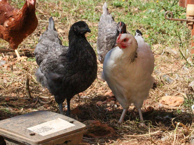 Hens of different breeds foraging in the Morna Chicken Palace