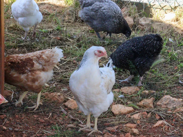 White, grey and brown hens pecking at the ground in their run