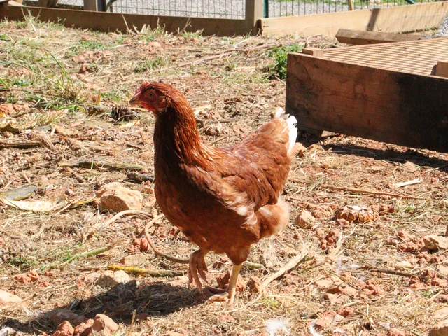 A brown hen crossing the sunny chicken run