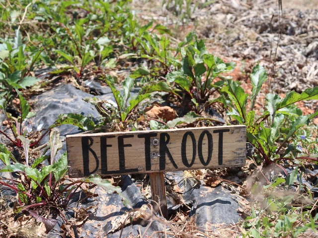 Rows of young beetroot behind a hand-painted wooden sign
