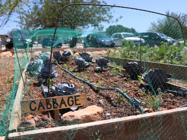 Red cabbages growing in a raised bed under protective netting