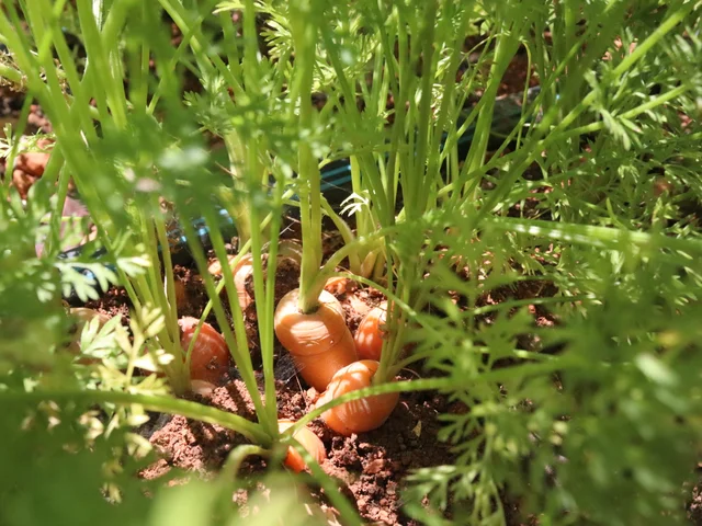 Carrots pushing up through the soil in the school garden