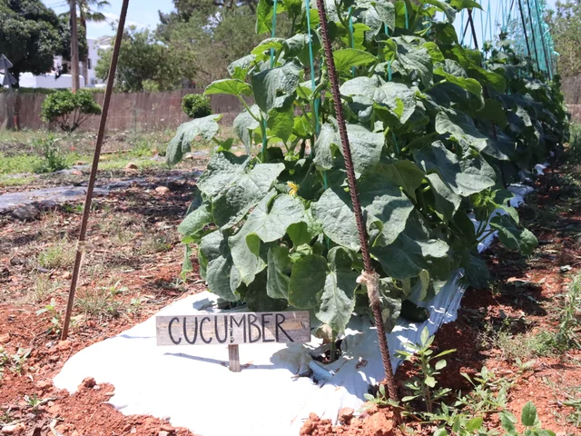 Cucumber plants climbing a frame in the school garden