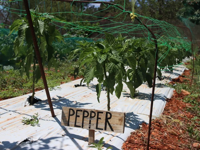 Pepper plants under netting in a garden bed with a hand-painted sign