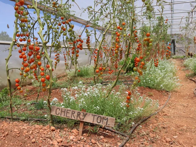 Cherry tomato plants heavy with fruit in the school polytunnel